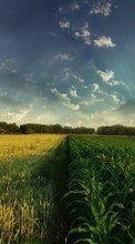 Scaricare immagine 240x320 Landscape, Grass, Fields, Sky sul telefono gratis.
