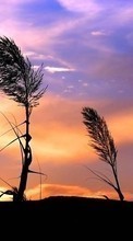 Scaricare immagine 1080x1920 Plants, Landscape, Sunset, Sky sul telefono gratis.