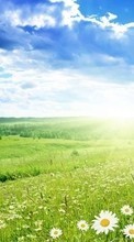 Scaricare immagine Landscape, Grass, Sky, Camomile sul telefono gratis.
