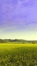 Scaricare immagine 800x480 Landscape, Grass, Sky sul telefono gratis.