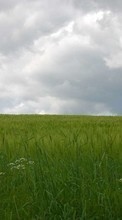 Scaricare immagine 1024x600 Landscape, Grass, Sky sul telefono gratis.