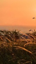 Scaricare immagine 240x400 Landscape, Sunset, Grass, Sky sul telefono gratis.