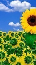 Scaricare immagine 128x160 Plants, Sunflowers, Sky sul telefono gratis.