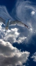 Scaricare immagine Sky,Birds,Animals sul telefono gratis.