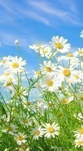 Scaricare immagine Sky, Plants, Camomile, Grass sul telefono gratis.