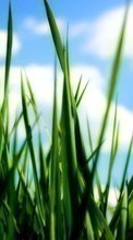 Scaricare immagine Sky, Plants, Grass sul telefono gratis.