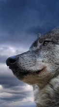 Scaricare immagine Animals, Wolfs, Sky sul telefono gratis.