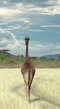 Animals, Sky, Giraffes per Samsung Galaxy A20