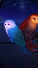 Night, Pictures, Owl, Animals per HTC Desire VC
