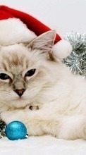 Scaricare immagine New Year, Cats, Holidays, Animals sul telefono gratis.