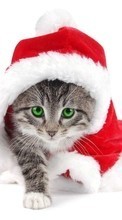 Scaricare immagine New Year,Cats,Animals sul telefono gratis.