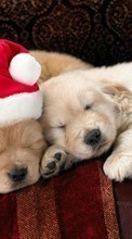 Scaricare immagine 1080x1920 Holidays, Animals, Dogs, New Year, Christmas, Xmas sul telefono gratis.