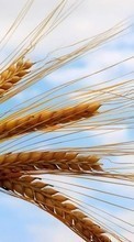Scaricare immagine Objects,Wheat,Plants sul telefono gratis.