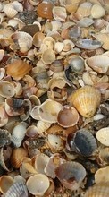 Scaricare immagine Objects, Shells sul telefono gratis.