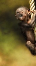 Scaricare immagine Monkeys, Funny, Animals sul telefono gratis.