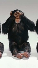Scaricare immagine Monkeys, Animals sul telefono gratis.