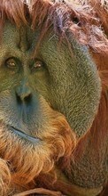 Monkeys, Animals per Samsung Infuse 4G