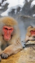 Monkeys,Animals per Samsung Galaxy Ace 3