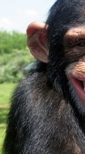 Scaricare immagine Monkeys,Animals sul telefono gratis.