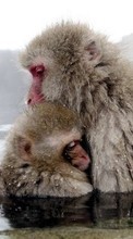 Scaricare immagine Monkeys,Animals sul telefono gratis.