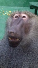Scaricare immagine Animals, Monkeys sul telefono gratis.