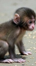 Scaricare immagine 240x400 Animals, Monkeys sul telefono gratis.