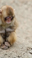 Scaricare immagine 1024x600 Animals, Monkeys sul telefono gratis.