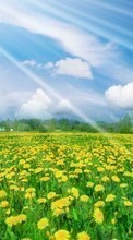 Scaricare immagine Dandelions,Landscape,Fields sul telefono gratis.