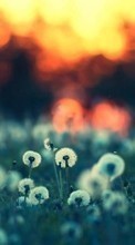 Scaricare immagine Dandelions,Landscape,Plants sul telefono gratis.