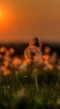 Scaricare immagine Dandelions, Landscape, Plants, Sun, Sunset sul telefono gratis.