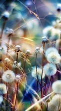 Scaricare immagine Dandelions, Plants sul telefono gratis.