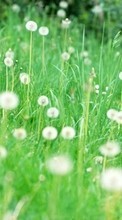 Scaricare immagine Plants, Grass, Dandelions sul telefono gratis.