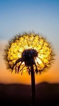 Scaricare immagine Dandelions, Plants, Sunset sul telefono gratis.