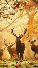 Scaricare immagine Deers, Autumn, Animals sul telefono gratis.