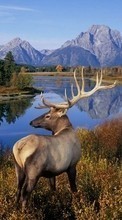 Scaricare immagine Deers,Landscape,Nature,Animals sul telefono gratis.