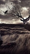 Scaricare immagine Deers,Landscape,Animals sul telefono gratis.