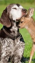 Scaricare immagine Deers,Dogs,Animals sul telefono gratis.