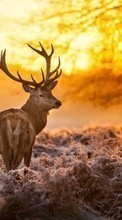 Scaricare immagine Deers, Sunset, Animals sul telefono gratis.