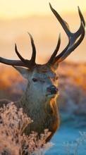 Scaricare immagine Deers, Sunset, Animals, Winter sul telefono gratis.