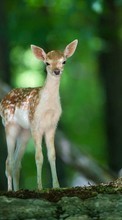 Scaricare immagine Deers, Animals sul telefono gratis.
