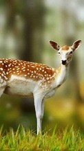 Scaricare immagine Deers, Animals sul telefono gratis.