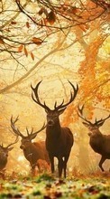 Scaricare immagine Deers,Animals sul telefono gratis.