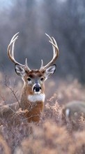 Scaricare immagine Animals, Deers sul telefono gratis.