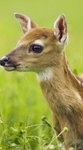 Deers,Animals per Apple iPhone 3G