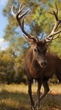 Scaricare immagine Deers,Animals sul telefono gratis.