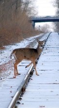 Scaricare immagine 240x320 Animals, Winter, Deers sul telefono gratis.