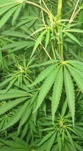 Scaricare immagine 1024x768 Cannabis, Plants sul telefono gratis.