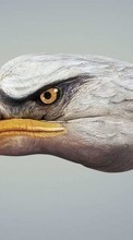 Scaricare immagine Humor, Birds, Eagles sul telefono gratis.