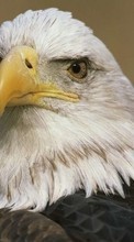 Scaricare immagine 320x240 Animals, Birds, Eagles sul telefono gratis.
