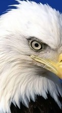 Scaricare immagine 540x960 Animals, Birds, Eagles sul telefono gratis.